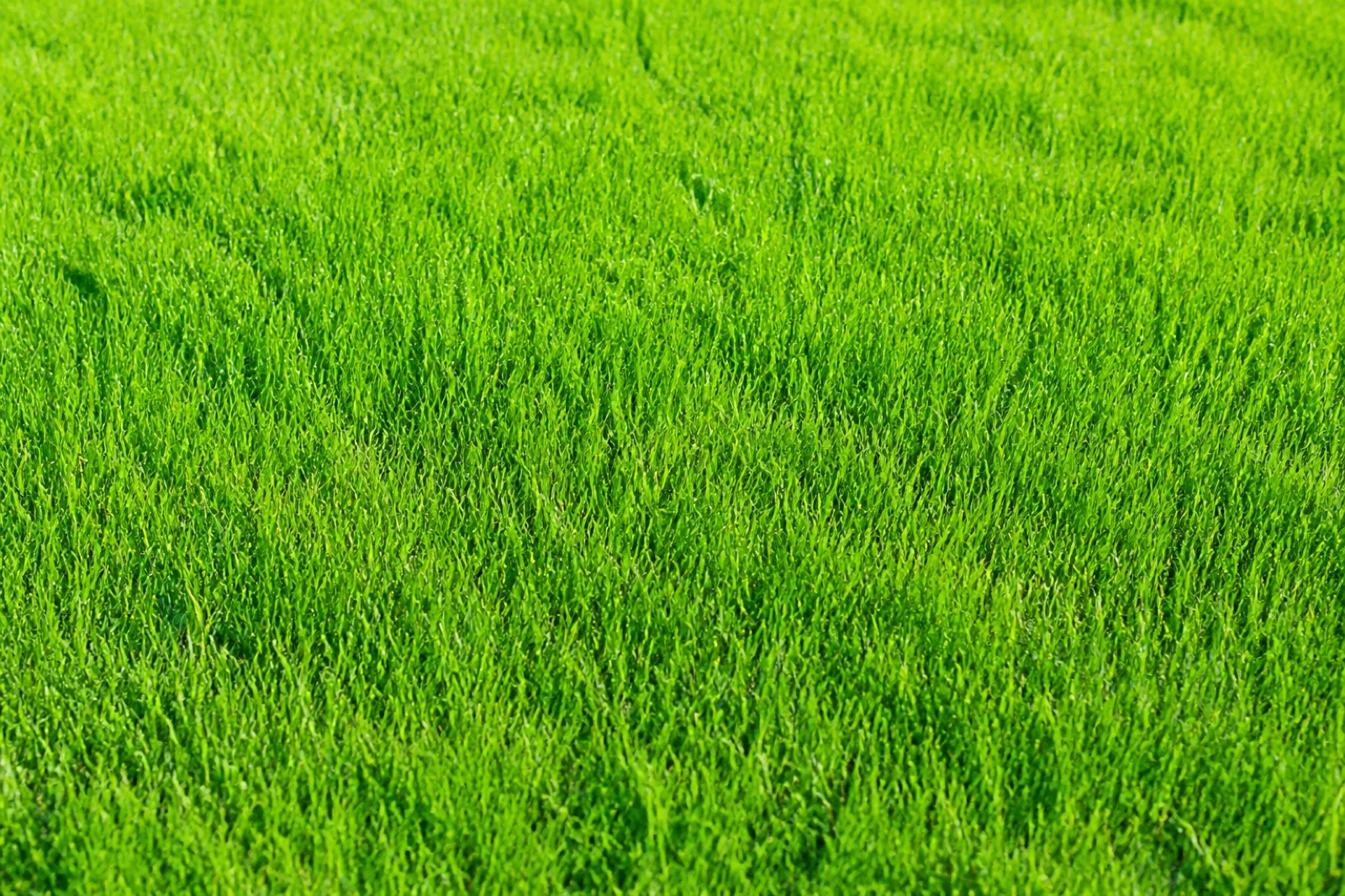 鮮やかな緑の草地