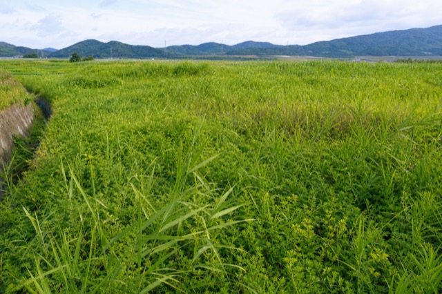 農地周辺、遊休地の草刈り対象イメージ（風景・建物。人物なし）